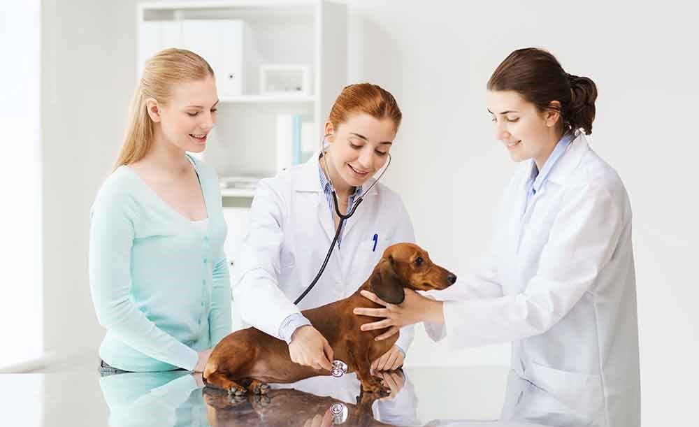 Veterinary Assistant Job Description How To A Vet Tech & How